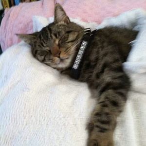 Meet your Posher, Shannon